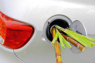 Bamboo shoots in car